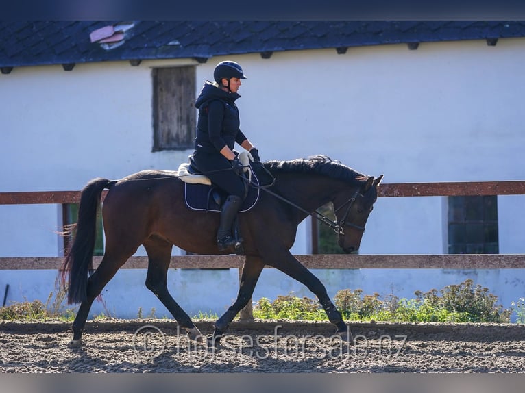 Czeski koń gorącokrwisty Wałach 5 lat 171 cm Ciemnogniada in Region Prag