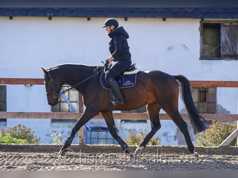 Czeski koń gorącokrwisty Wałach 5 lat 171 cm Ciemnogniada in Region Prag