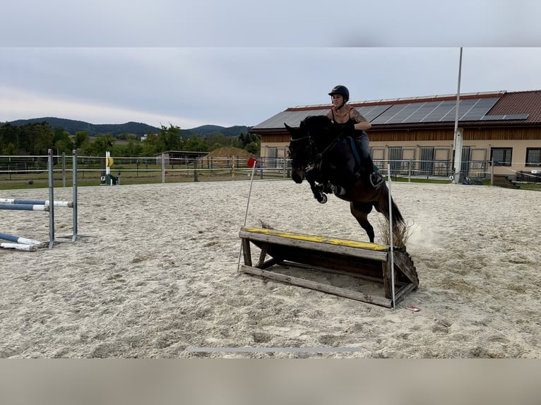 Czeski koń gorącokrwisty Wałach 6 lat 162 cm Ciemnogniada in Stadl-Ufer