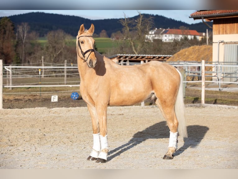 Czeski koń gorącokrwisty Wałach 6 lat 164 cm Bułana in Alberndorf In Der Riedmark