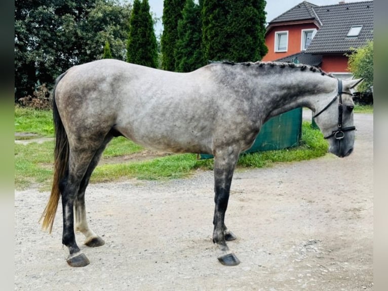 Czeski koń gorącokrwisty Wałach 6 lat 165 cm Siwa in Mladá Boleslav