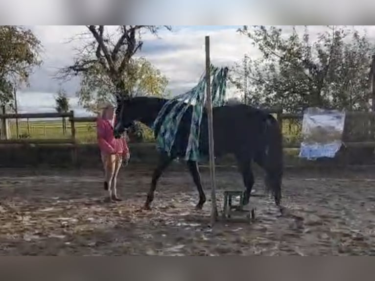 Czeski koń gorącokrwisty Wałach 6 lat 173 cm Ciemnogniada in Ceske Budejovic