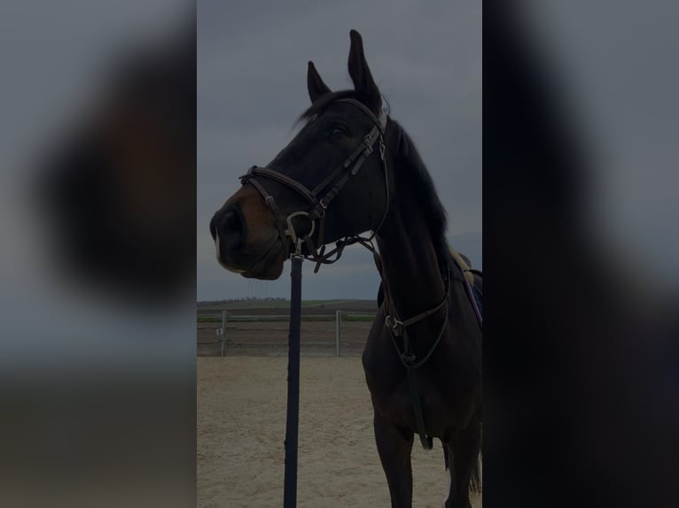 Czeski koń gorącokrwisty Wałach 6 lat 178 cm Skarogniada in Hollabrunn