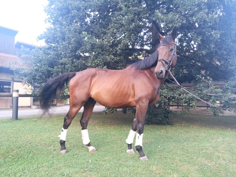 Czeski koń gorącokrwisty Wałach 8 lat 173 cm Ciemnogniada in Wiesent