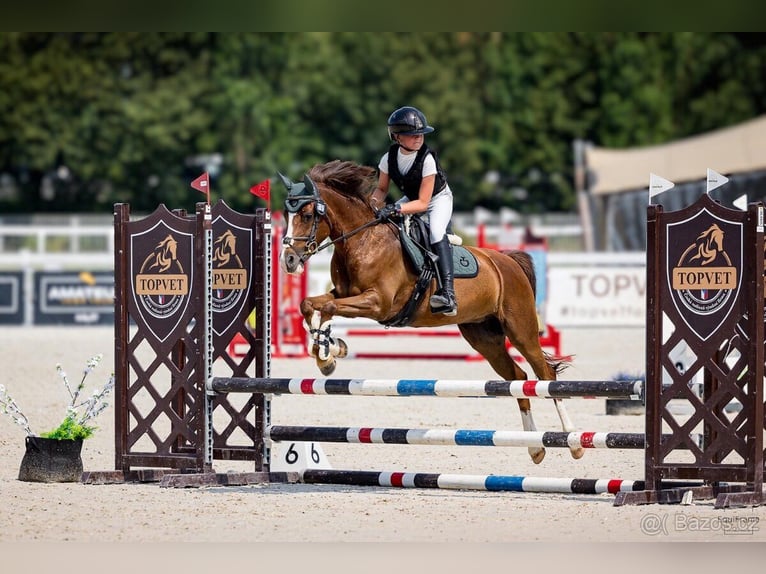 Czeski kuc sportowy Klacz 11 lat 140 cm  in Vondrov
