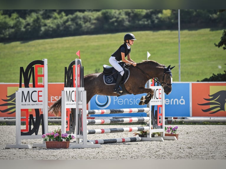 Czeski kuc sportowy Klacz 15 lat 135 cm Bułana in Brno