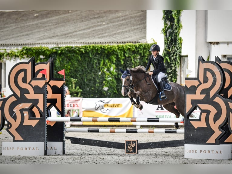 Czeski kuc sportowy Klacz 15 lat 135 cm Bułana in Brno