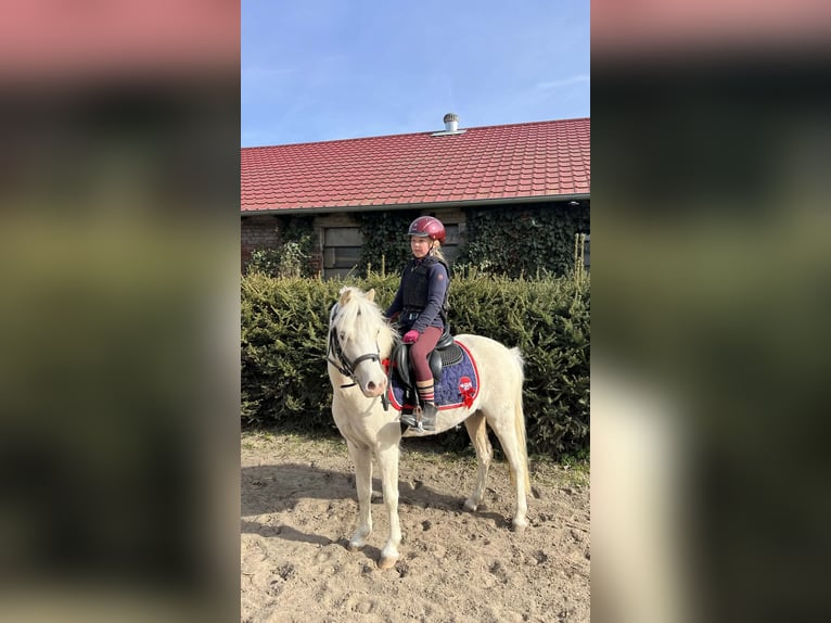 Czeski kuc sportowy Klacz 5 lat 122 cm Izabelowata in Zlámanka