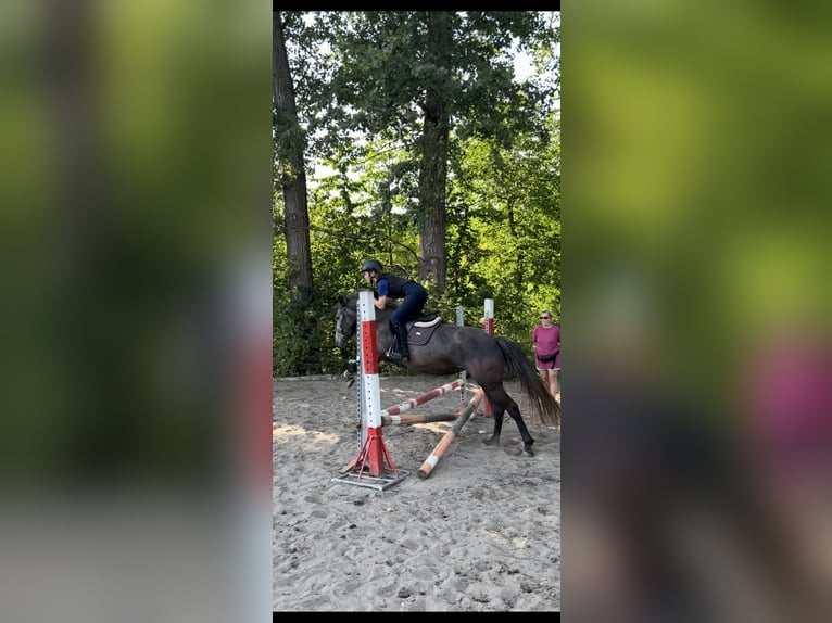 Czeski kuc sportowy Klacz 5 lat 145 cm Siwa in Zlámanka