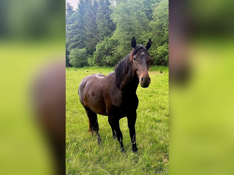 Czeski kuc sportowy Ogier 3 lat 165 cm  in Vsetín