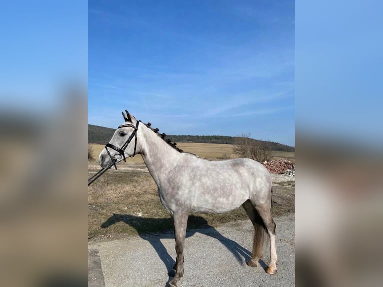Czeski kuc sportowy Wałach 5 lat 143 cm Siwa in Treničín
