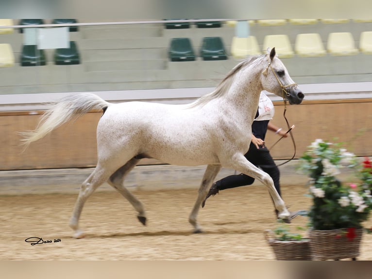 D.A EL PATRON Arabian horses Stallion Grey-Fleabitten in Riegersburg