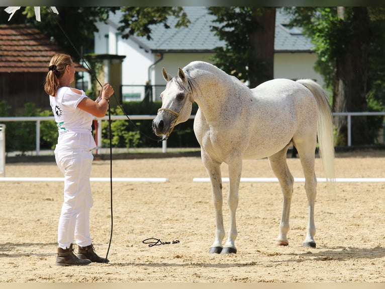 D.A EL PATRON Arabian horses Stallion Grey-Fleabitten in Riegersburg