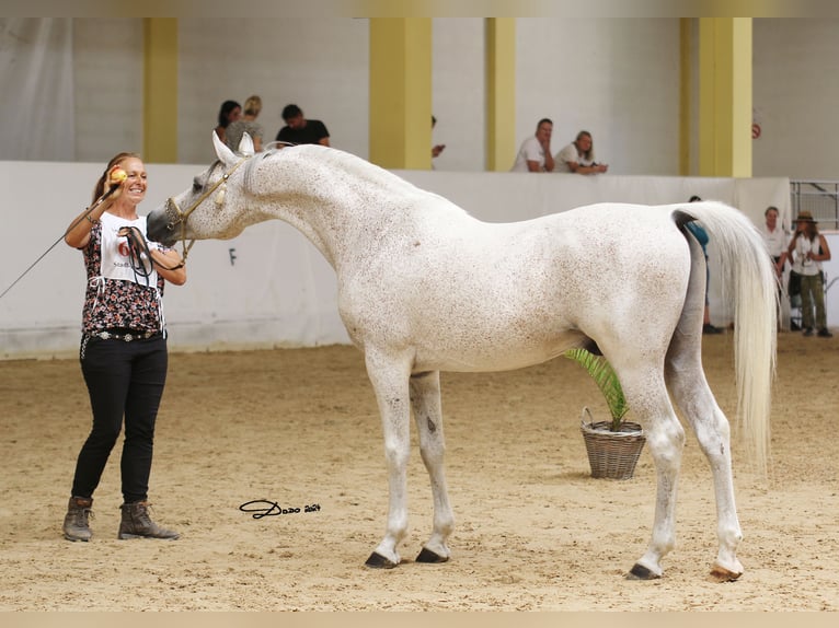 D.A EL PATRON Volbloed Arabier Hengst Vliegenschimmel in Riegersburg