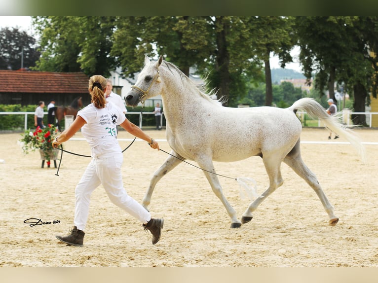 D.A EL PATRON Volbloed Arabier Hengst Vliegenschimmel in Riegersburg