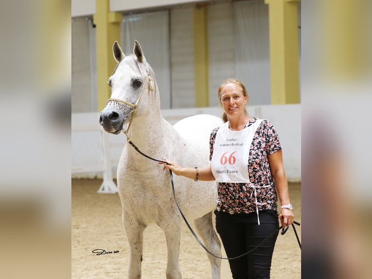 D.A EL PATRON Vollblutaraber Hengst Fliegenschimmel in Riegersburg