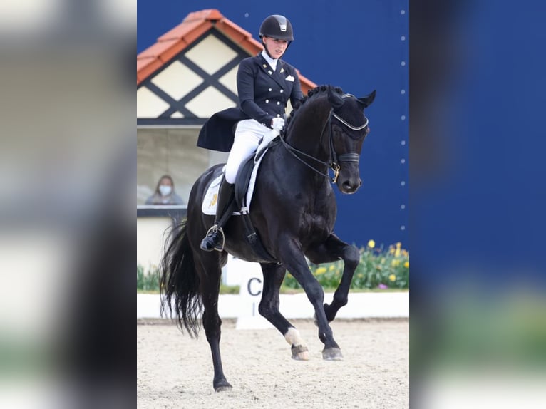 D’EGALITÉ Westphalian Stallion Black in Werder