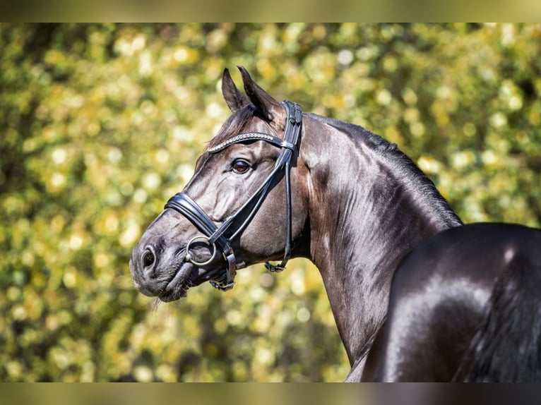 D’EGALITÉ Westphalian Stallion Black in Werder