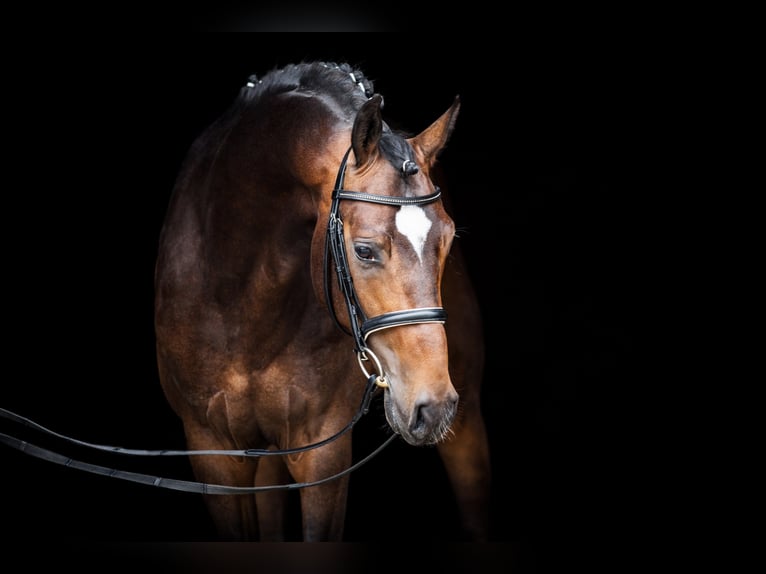 DA COSTA NRW Westfalisk häst Hingst Mörkbrun in Adelheidsdorf