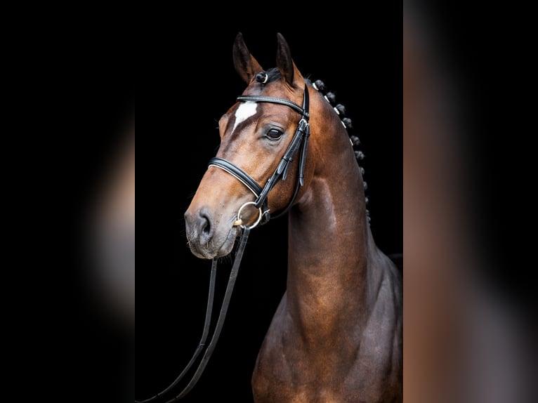 DA COSTA NRW Westfalisk häst Hingst Mörkbrun in Adelheidsdorf