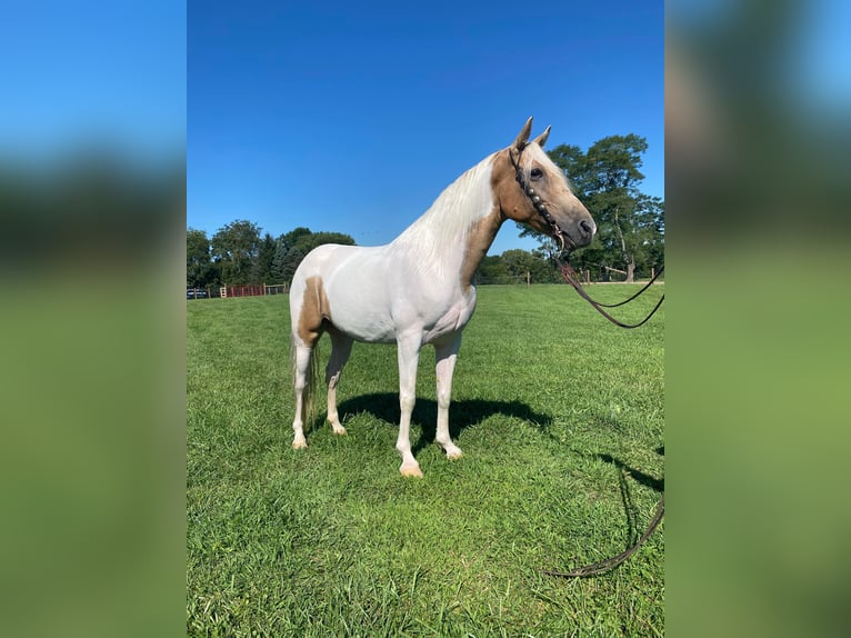 Da Sella Maculato Castrone 11 Anni 142 cm Tobiano-tutti i colori in Moscow OH