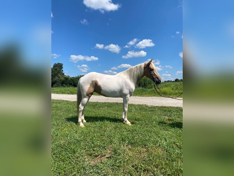 Da Sella Maculato Castrone 11 Anni 142 cm Tobiano-tutti i colori in Moscow OH