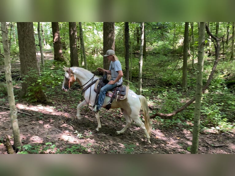 Da Sella Maculato Castrone 11 Anni 142 cm Tobiano-tutti i colori in Moscow OH