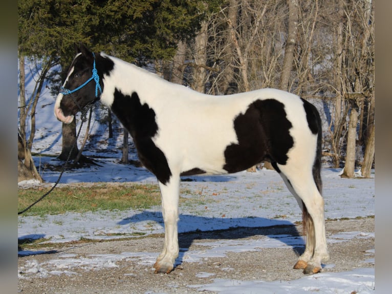 Da Sella Maculato Castrone 11 Anni 152 cm Tobiano-tutti i colori in Mount Vernon