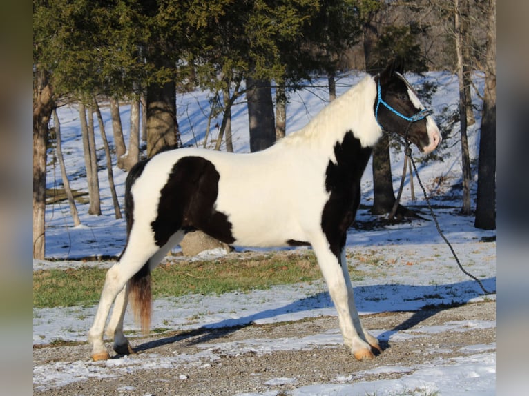 Da Sella Maculato Castrone 11 Anni 152 cm Tobiano-tutti i colori in Mount Vernon