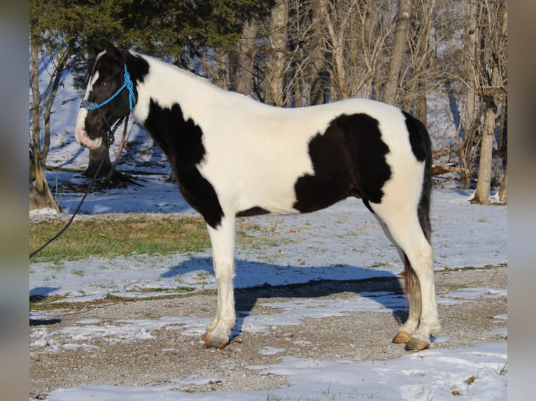 Da Sella Maculato Castrone 11 Anni 152 cm Tobiano-tutti i colori in Mount Vernon