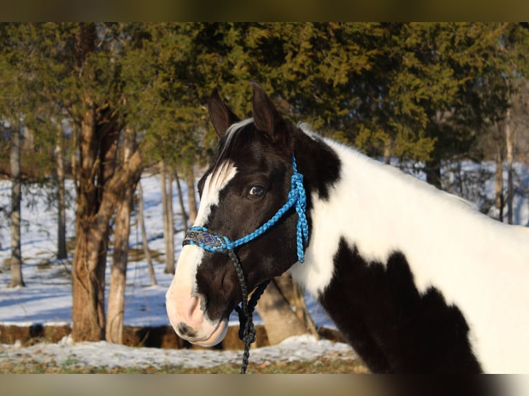 Da Sella Maculato Castrone 11 Anni 152 cm Tobiano-tutti i colori in Mount Vernon