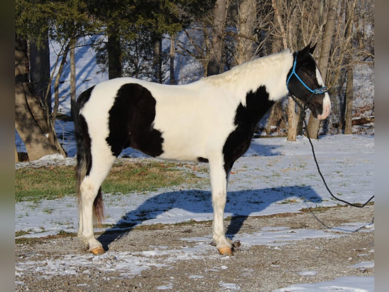 Da Sella Maculato Castrone 11 Anni 152 cm Tobiano-tutti i colori in Mount Vernon