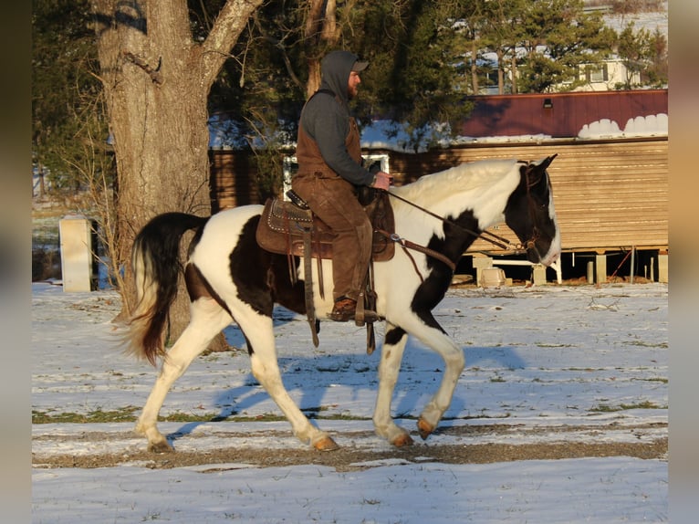 Da Sella Maculato Castrone 11 Anni 152 cm Tobiano-tutti i colori in Mount Vernon