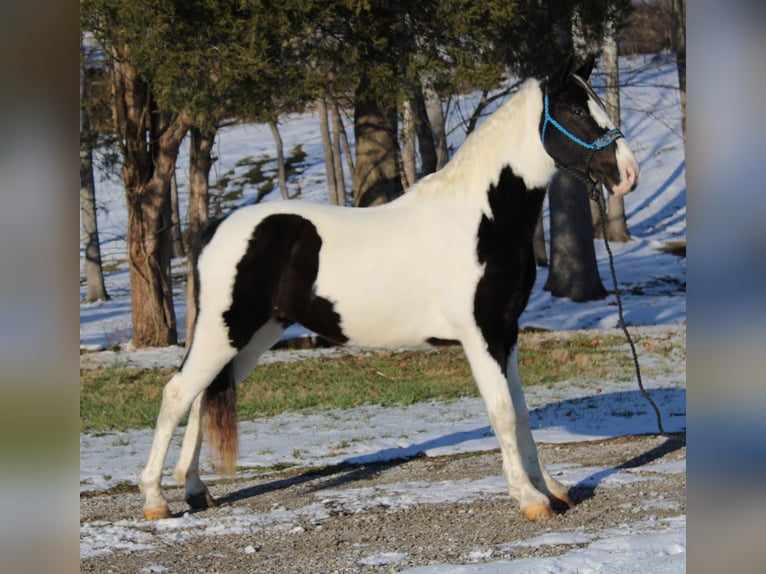 Da Sella Maculato Castrone 11 Anni 152 cm Tobiano-tutti i colori in Mount Vernon