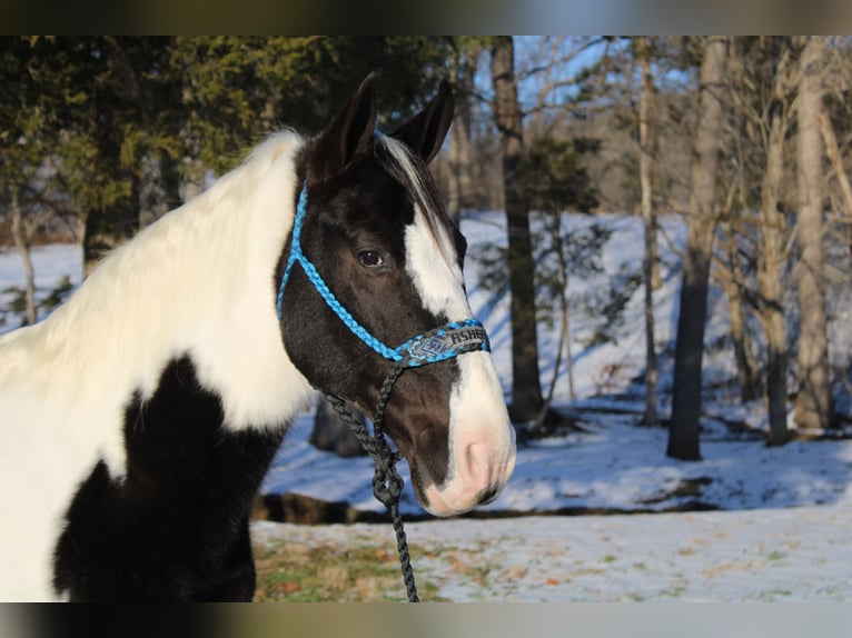 Da Sella Maculato Castrone 11 Anni 152 cm Tobiano-tutti i colori in Mount Vernon