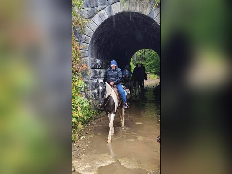 Da Sella Maculato Castrone 11 Anni 157 cm Tobiano-tutti i colori in Waynesboro PA