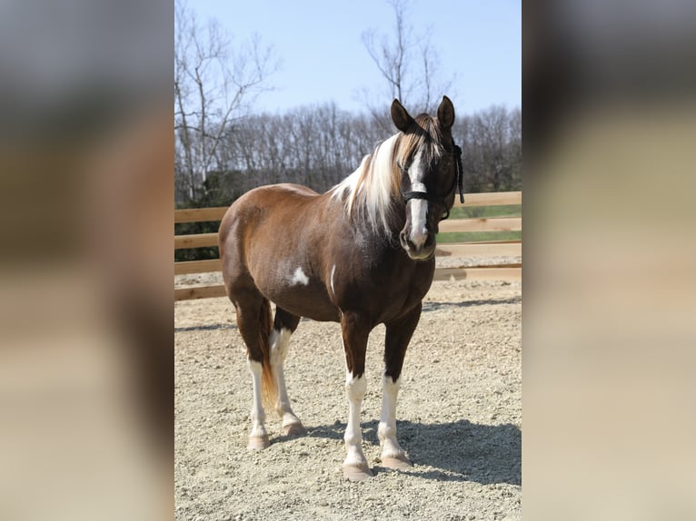 Da Sella Maculato Castrone 12 Anni 152 cm Pezzato in Wallingford