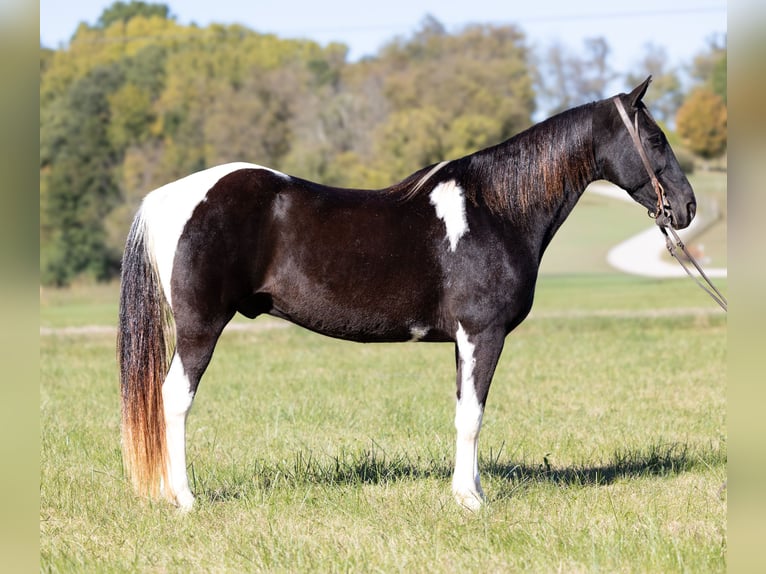 Da Sella Maculato Castrone 12 Anni 152 cm Tobiano-tutti i colori in Hillsboro