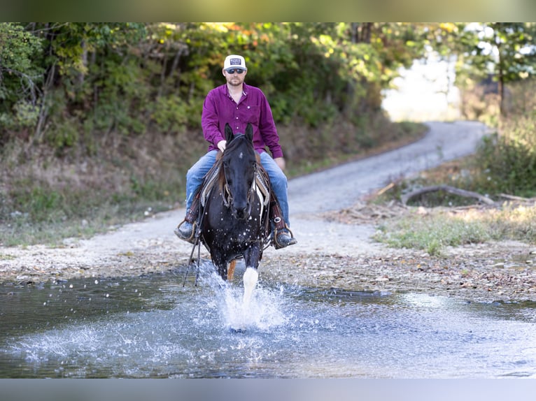 Da Sella Maculato Castrone 12 Anni 152 cm Tobiano-tutti i colori in Hillsboro