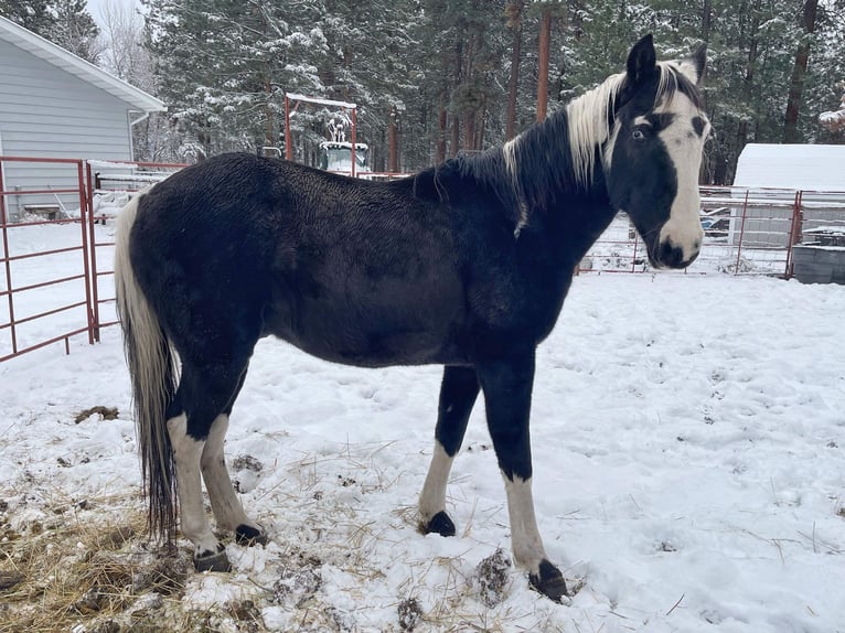 Da Sella Maculato Castrone 15 Anni 155 cm Tobiano-tutti i colori in Victor, MT