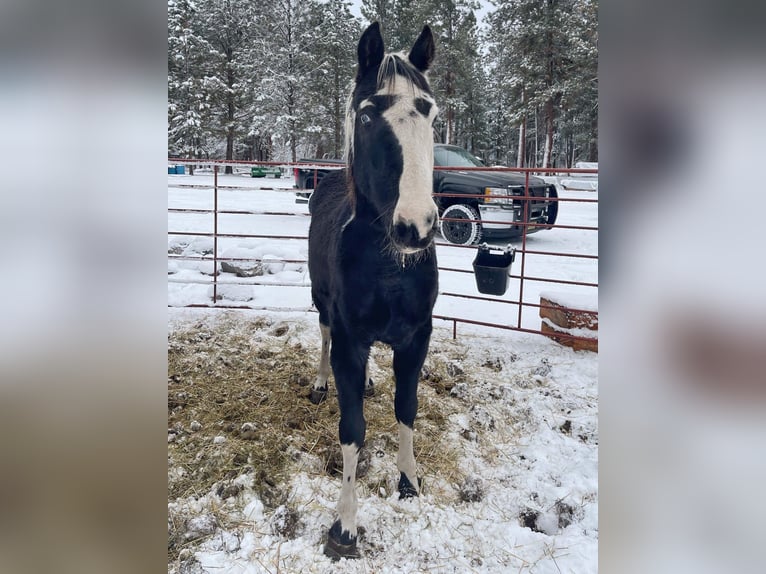 Da Sella Maculato Castrone 15 Anni 155 cm Tobiano-tutti i colori in Victor, MT