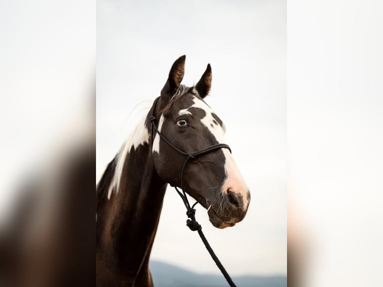 Da Sella Maculato Castrone 15 Anni 155 cm Tobiano-tutti i colori in Victor, MT