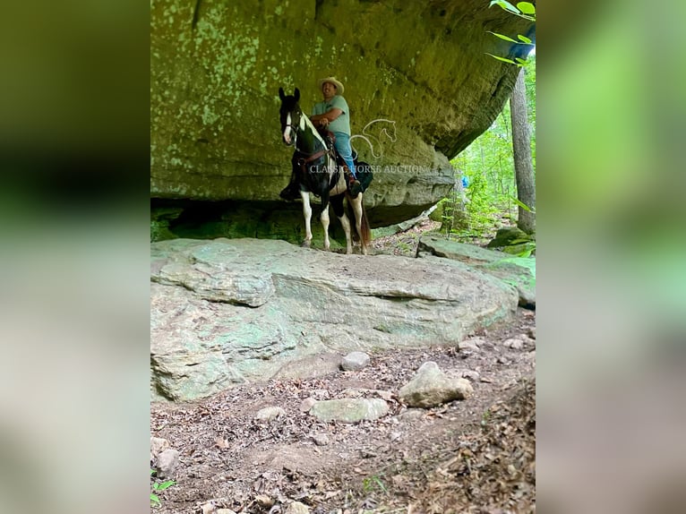 Da Sella Maculato Castrone 3 Anni 152 cm Tobiano-tutti i colori in Campbellsville, KY