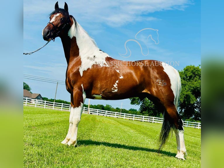 Da Sella Maculato Castrone 5 Anni 142 cm Tobiano-tutti i colori in Lewisburg, TN
