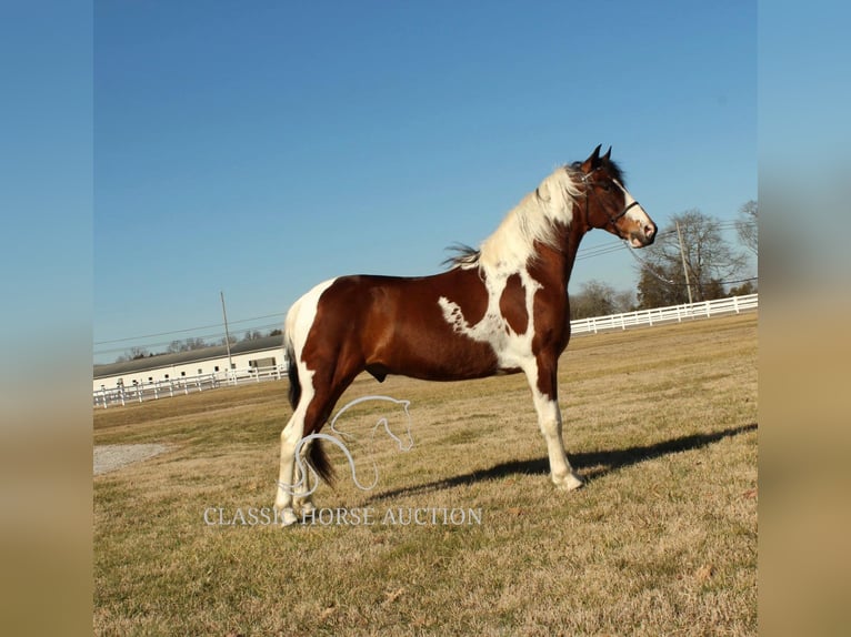 Da Sella Maculato Castrone 5 Anni 142 cm Tobiano-tutti i colori in Lewisburg, TN