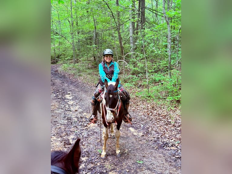 Da Sella Maculato Castrone 5 Anni 143 cm Tobiano-tutti i colori in Whitley City, KY