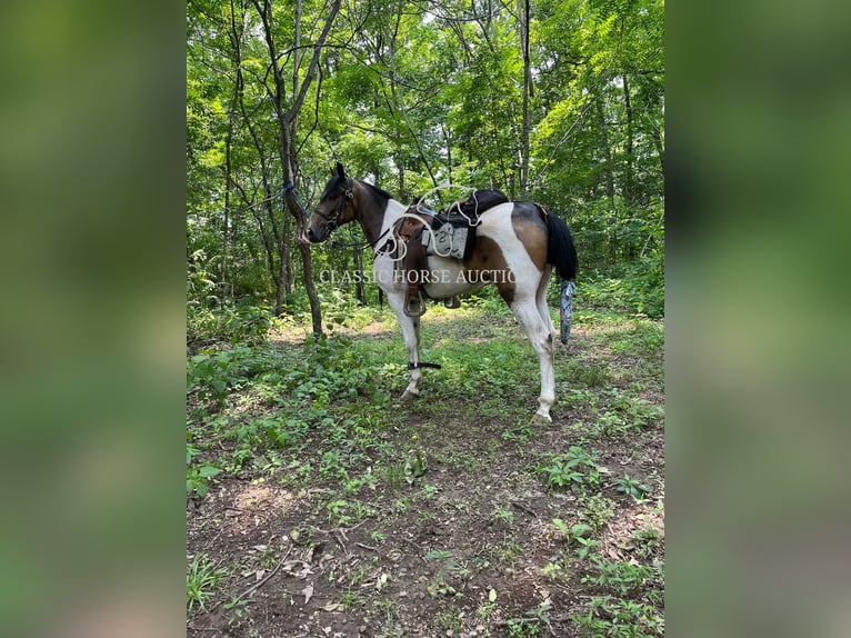Da Sella Maculato Castrone 5 Anni 152 cm Pelle di daino in Lewisburg, TN