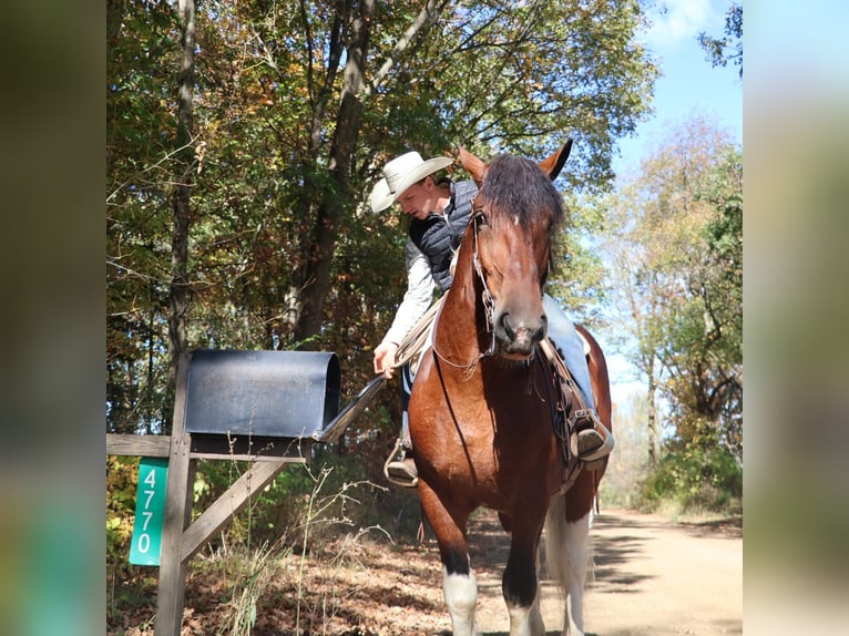 Da Sella Maculato Castrone 6 Anni 173 cm Tobiano-tutti i colori in Howell