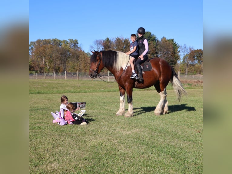 Da Sella Maculato Castrone 6 Anni 173 cm Tobiano-tutti i colori in Howell