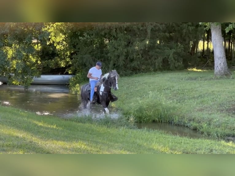 Da Sella Maculato Castrone 7 Anni 152 cm Tobiano-tutti i colori in Lewisburg, TN